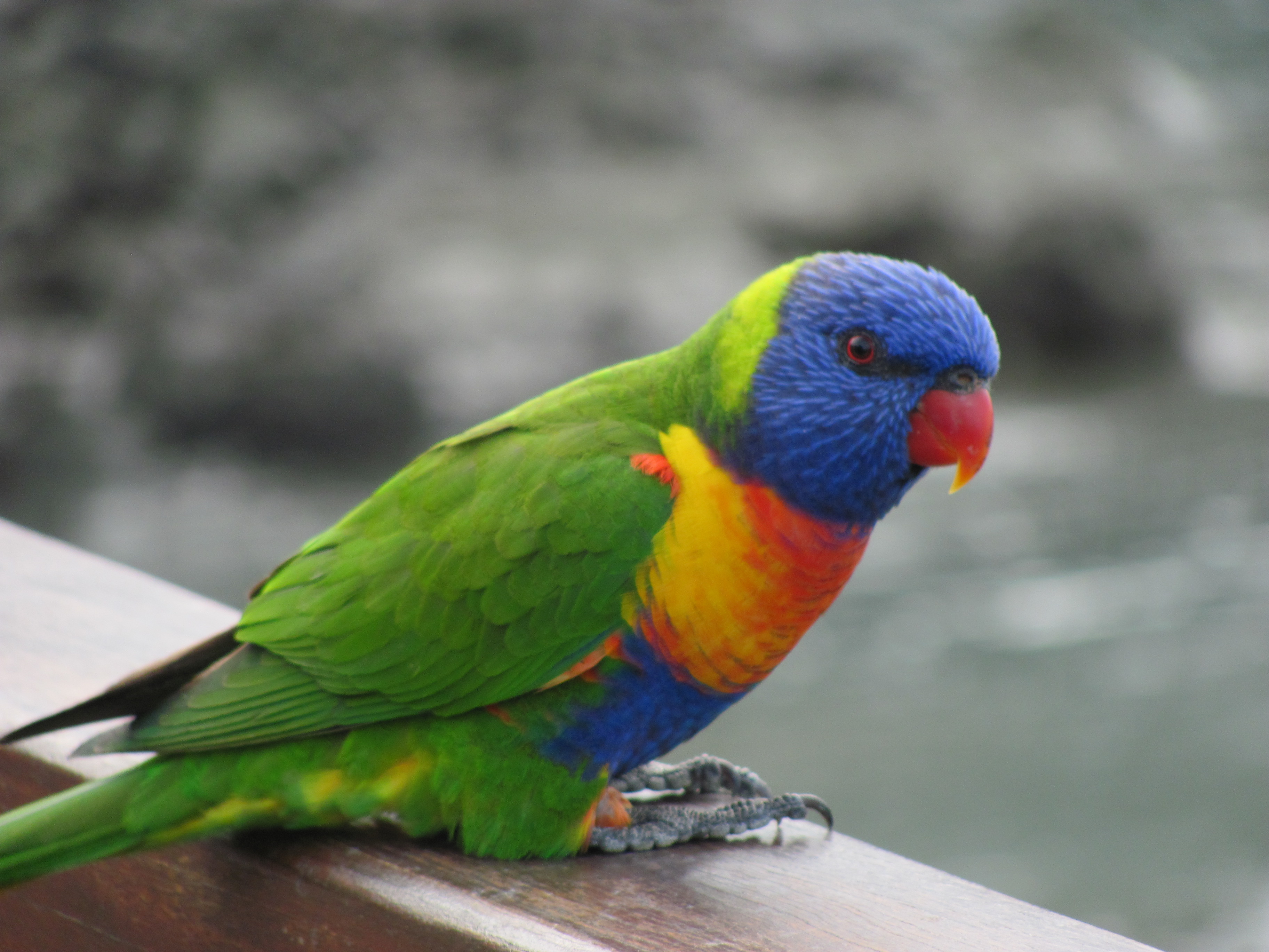 Lorikeet.JPG