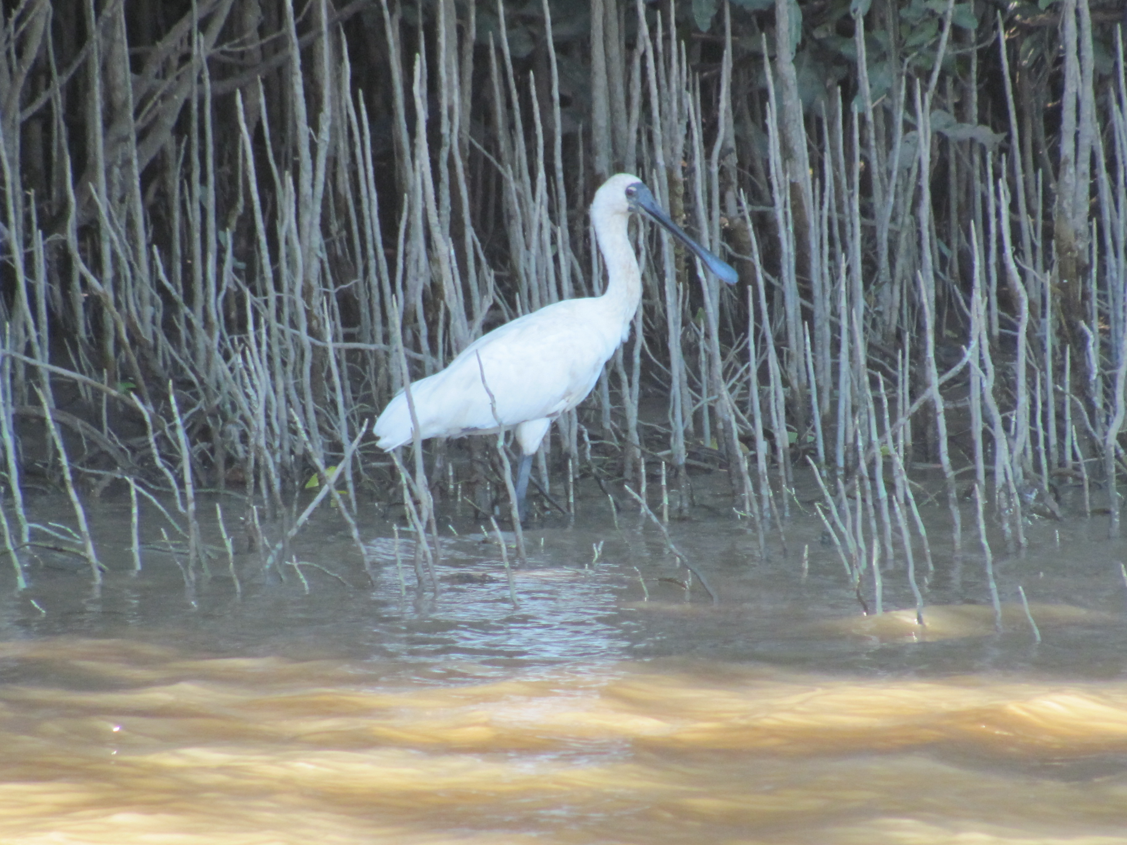 RoyalSpoonBill.JPG