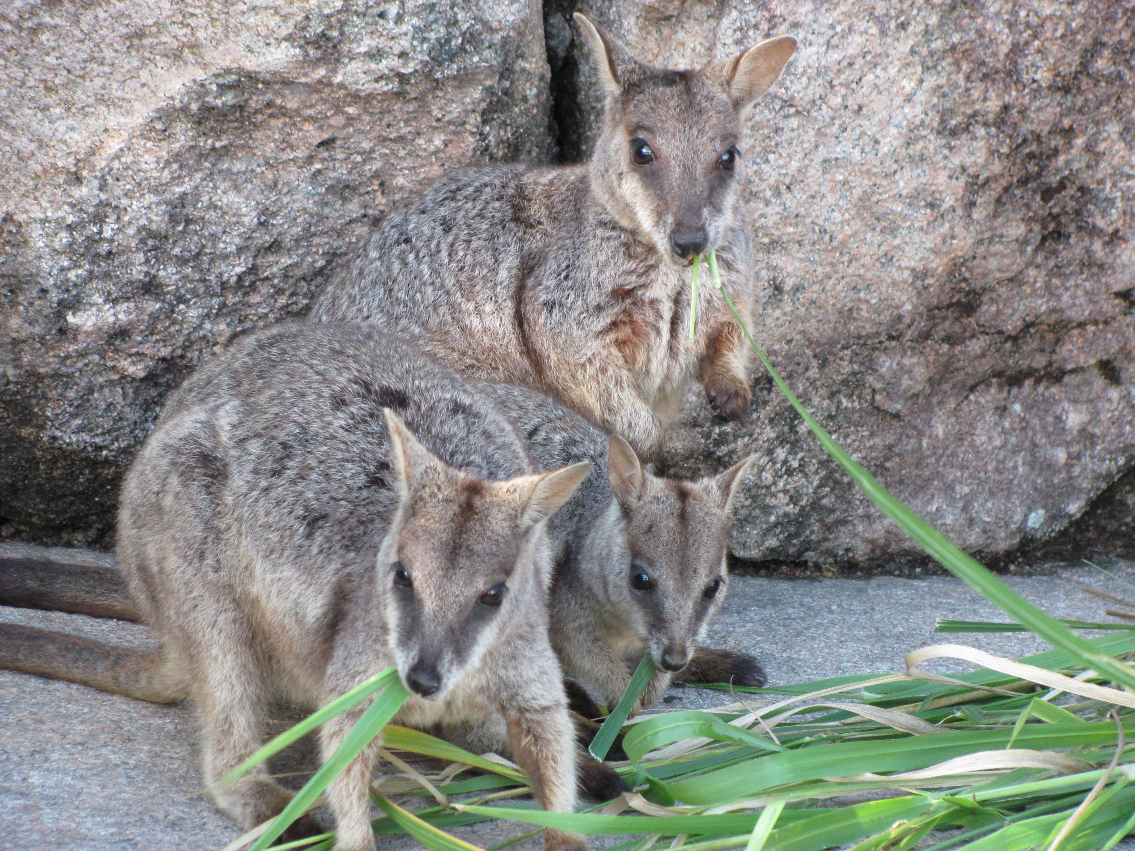 Wallabies.jpeg