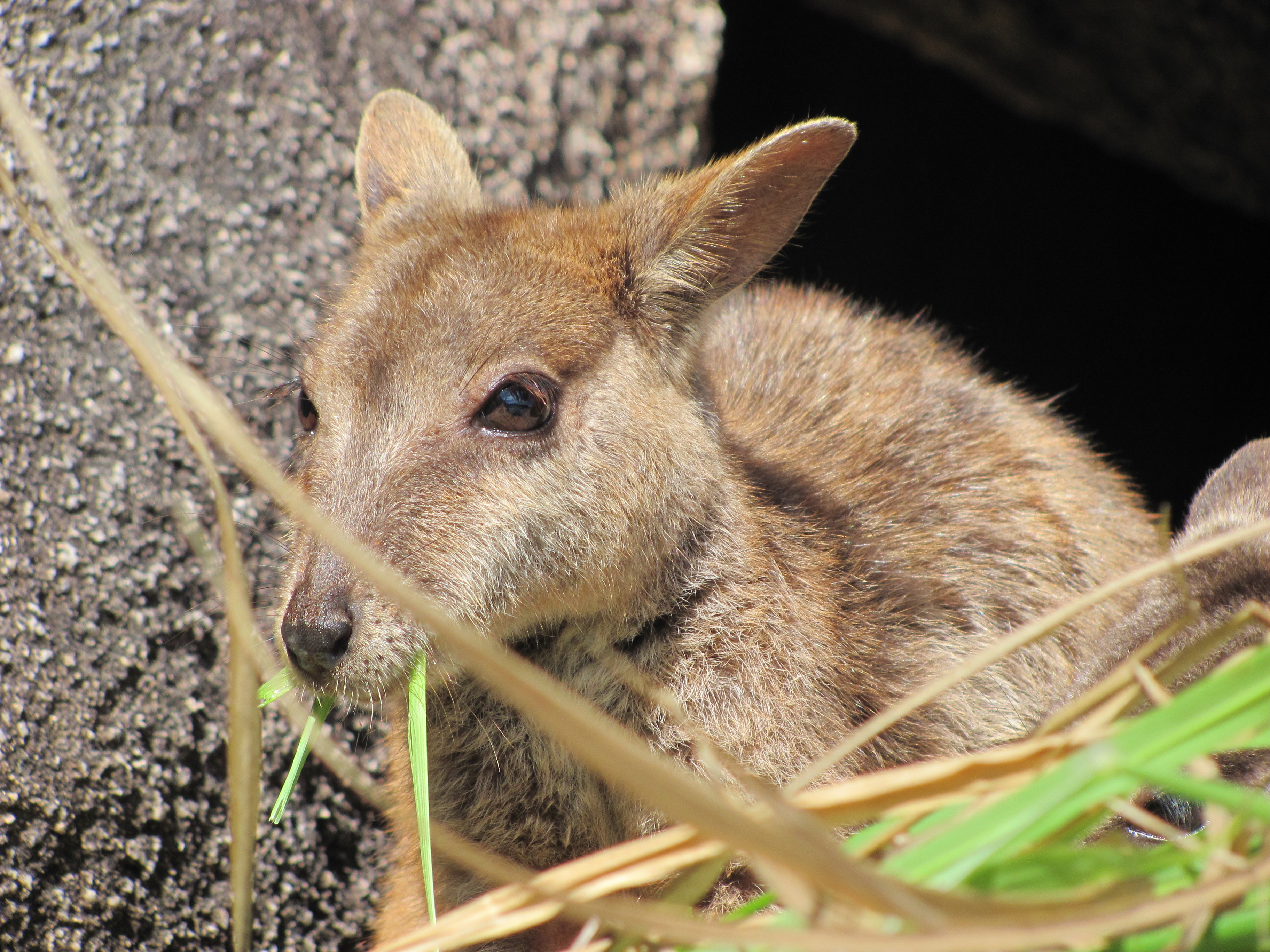 Wallabies2.JPG